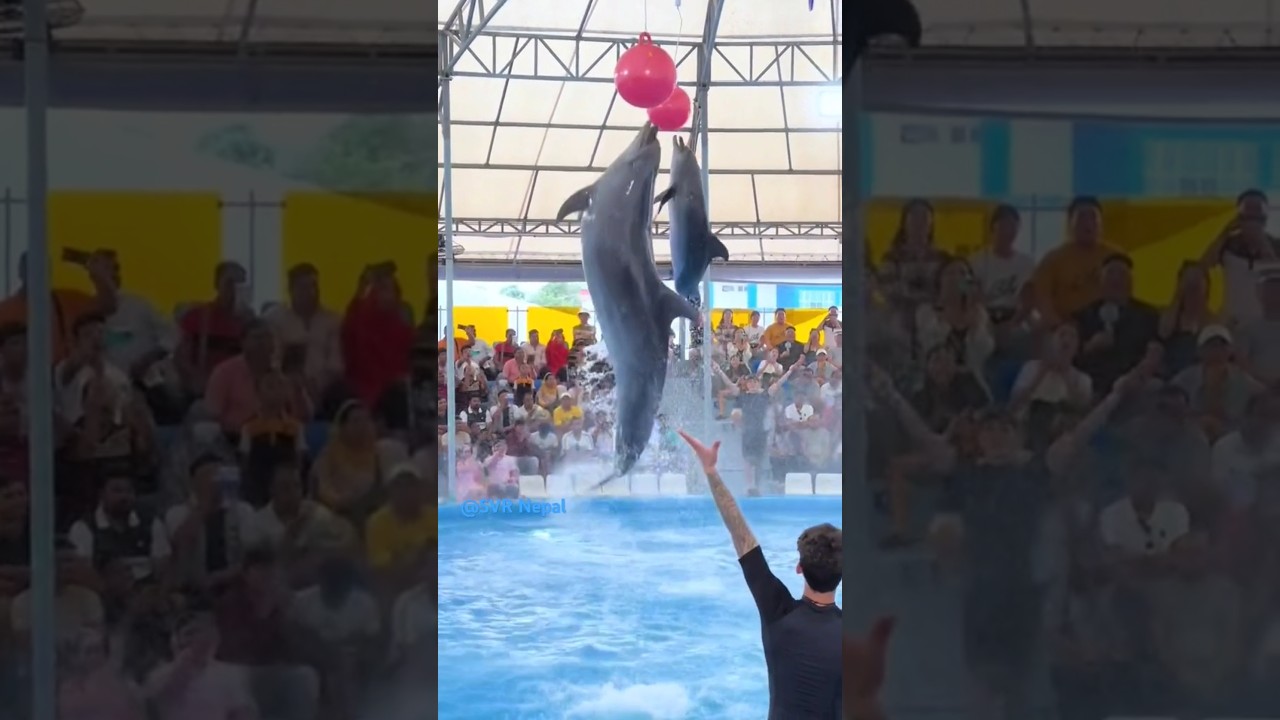 Swimming with dolphins 39