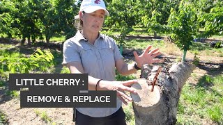 Celebrity Tips for removing and replacing trees showing little cherry disease symptoms Wealth