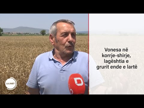 Vonesa në korrje-shirje, lagështia e grurit ende e lartë