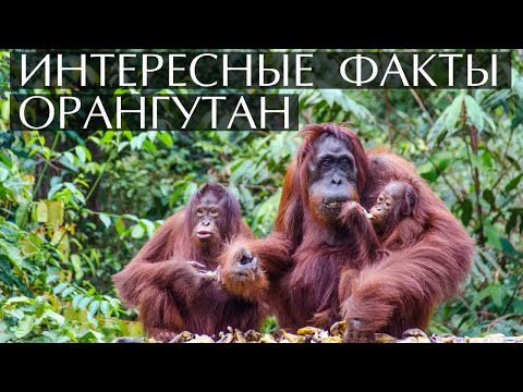 Video: Mogu li se boreo i sumatranski orangutani razmnožavati?