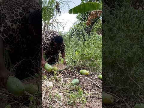 Village Youtubeshorts Pawpaws Papaya Papayatree 