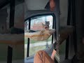 A cat video compilations #7