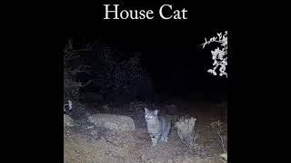 Bobcat And House Cat Size Comparison