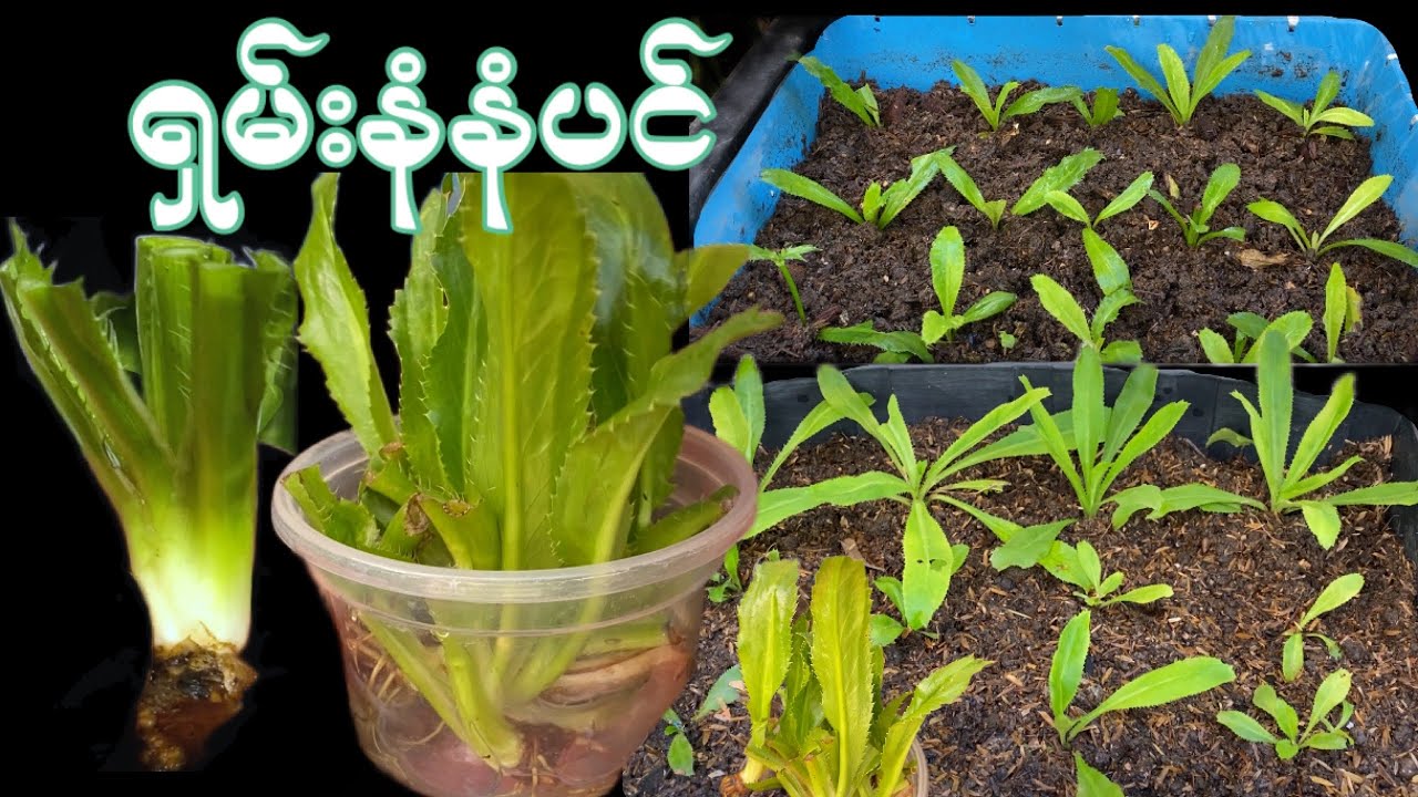 ရှမ်းနံနံစိုက်နည်း + ကျန်းမာရေးအတွက်အကျိုးရှိပုံ