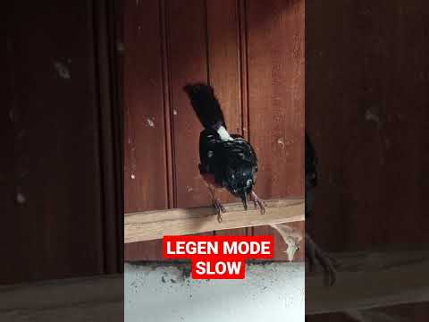 LEGEN OF KOBE BF JANTANAN MURAI BATU KOBE Bird Farm