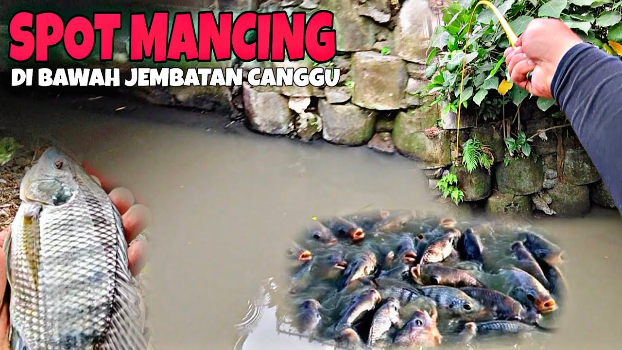 MICRO FISHING || SPOT NILA BABON DI BAWAH JEMBATAN CANGGU... 
