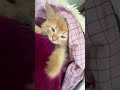 Crazy red kitten #kitten #cat #cutecat #crazycat #funnycat