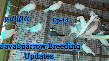 Java sparrow breeding update in Tamil