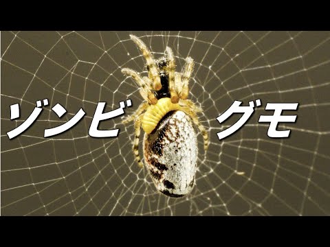 ゾンビになってしまった可哀想な蜘蛛の末路（泣）（feat.寄生虫）