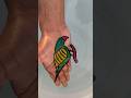 Very Attractive 😍 Parrot 🦜 Drawing 🤩 | Make On Hand 👏 #art #drawing #shorts