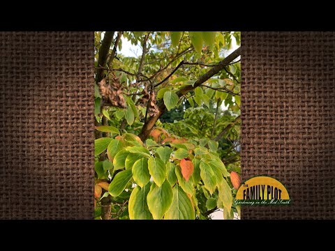 Video: Guljenje kore na drijencima - razlozi zašto se ljušti kora drijena