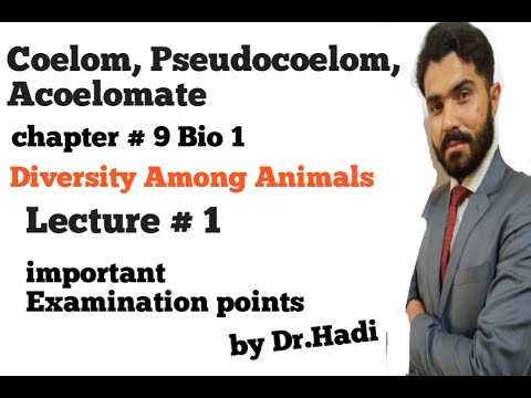 Video: Perbedaan Antara Coelom Dan Pseudocoelom