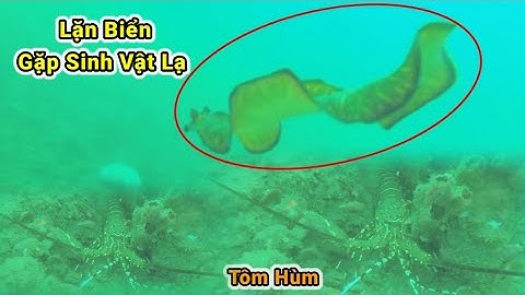 Lặn Biển Điểm Mới Bắt Hải Sản Đa Dạng_Gặp Sinh Vật Lạ Tập 60 #LặnBắtHảiSản #LặnBiển #NghềLặnBiển