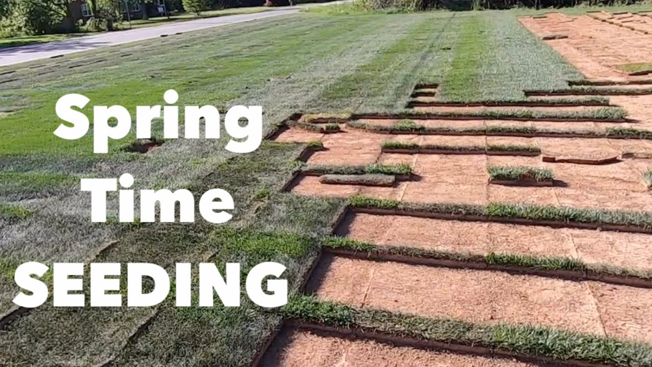 Весенний посев. Шаг первый. Бермудская трава.