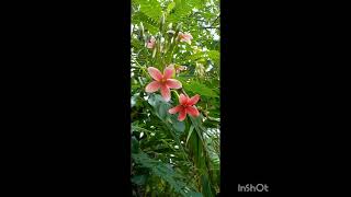 Today my pinkys after heavy rain ? blossomgardeningsrilankaplants