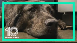 Things to consider before adopting a pet for the holidays