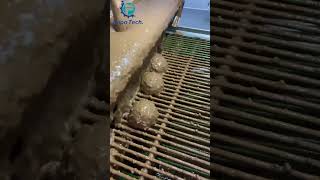 P400 Chocolate coating machine with nut particles #shorts