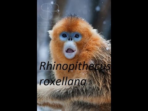 Rhinopithecus roxellana, el langur chato dorado