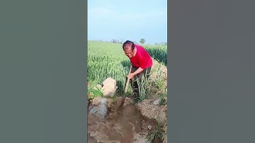 Smart skills to make irrigation channels to rice fields using simple tools  #farming #shorts