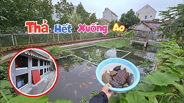 Thả Thêm Một Thau Rùa Các Loại Xuống Ao Và Lắp Xong Cánh Cửa Chuồng Gà / Quế Nghịch