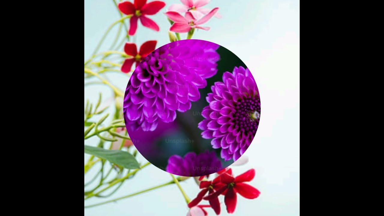 flower songs#trending#short#flower lovers like pannuga flower songs#trending#short#flower lovers like pannuga