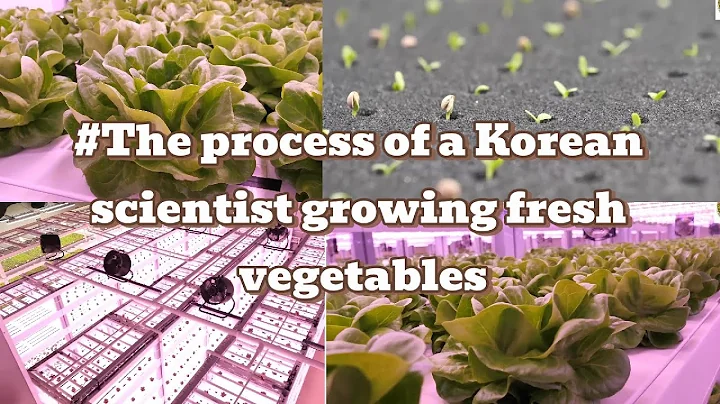 The Process of a Korean scientist growing fresh vegetables
