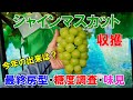シャインマスカットの収穫 最終房型・玉張り・糖度調査と味見 2025年版