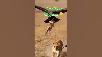 شئ لايصدق سبحان الله 👇 #قرآن #ياسر_الدوسري #سورة_المؤمنون #القرآن_الكريم #اكسبلور #viralvideo #دويتو