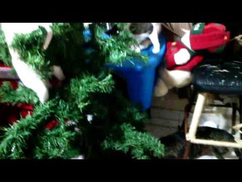 Jugando Con El Árbol de Navidad