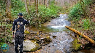 Fly Fishing North Carolina for 3 Days! || Fly Fishing for Brook, Rainbow, and Brown Trout