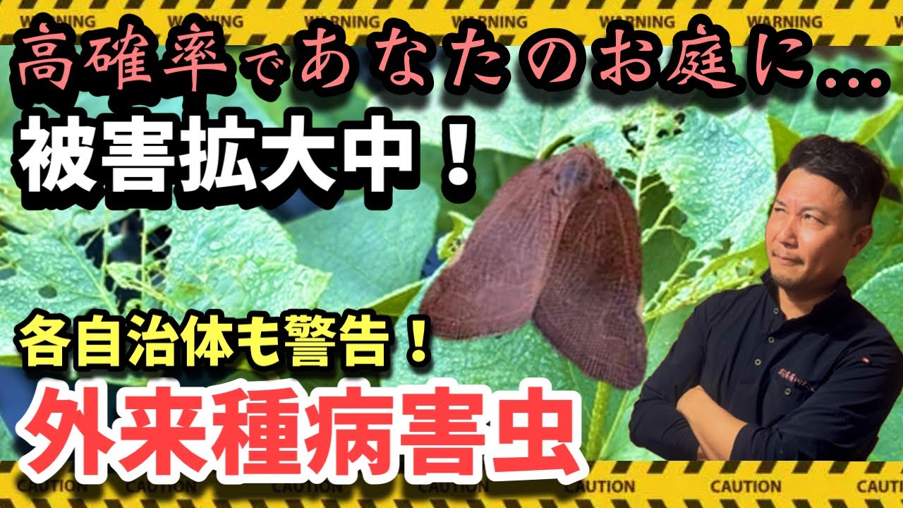 知らないと危険！チュウゴクアミガサハゴロモの特徴