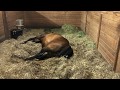 Maiden Mare Foaling