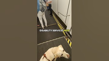 How My Guide Dog Gets Me On An Airplane 🦮✈️ #blind #dog #guidedog #dogshorts