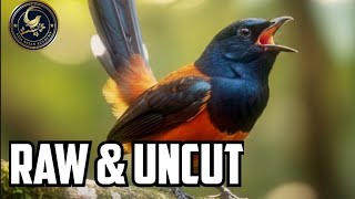 Download Lagu Seni Burung Penyanyi: 15 Menit Medan Murai Batu Murni (Suasana Alam yang Menyenangkan) MP3