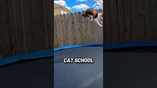 cat school? bouncing cat? song cat school by thunder sak #catschool #boune #cat #thundersak