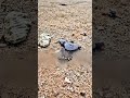 لهيك عمرك ما تساعد صغار السلاحف