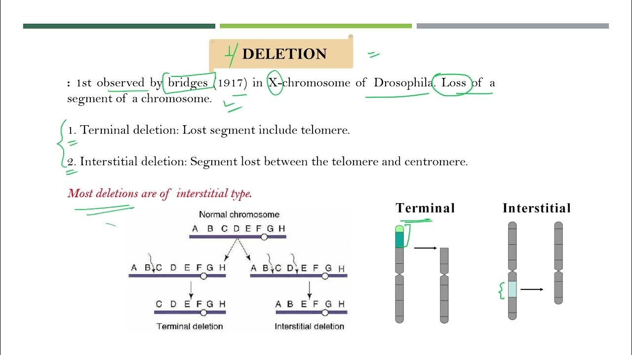 Structural chromosomal aberrationdeletion,duplication , inversion