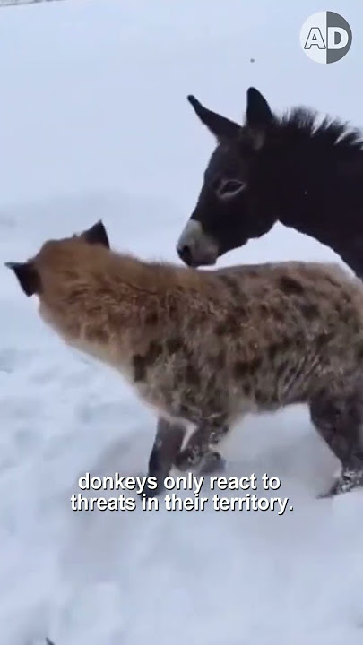 Donkeys Are Our New Incredible Guard of Dogs!