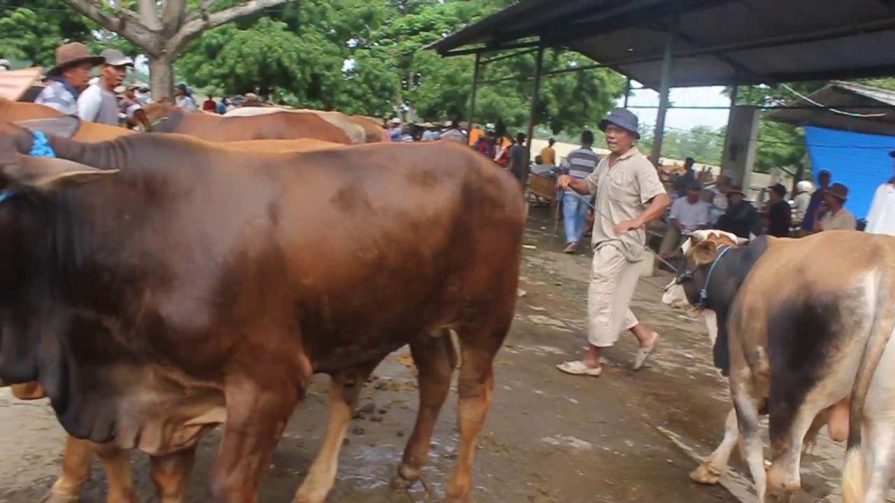 Aktivitas Pasar Sapi Winong Pati Pasar Hewan Sapi Dan Kambing