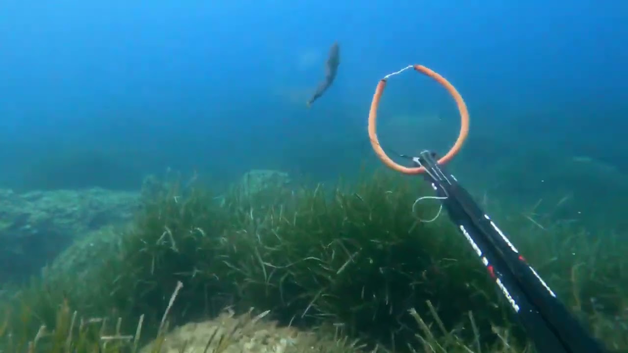 Serviola - Pesca submarina Ibiza