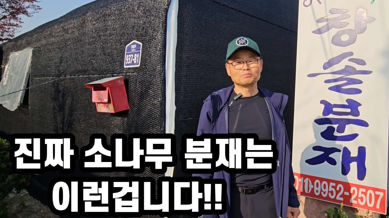 분재 야생화 창솔분재