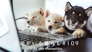 絶対に可愛いと言われるリモートワークがこちらです笑