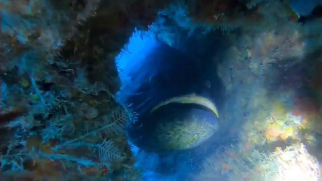 Jordan’s first dive post cert. Juno Reef, Jupiter FL with Brandon from Scuba Works on Diveocean