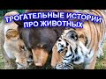 Десять трогательных историй про животных