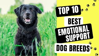 Top 10 Best Emotional Support Dog Breeds by Pawsitive Pets 243 views 1 year ago 14 minutes, 38 seconds