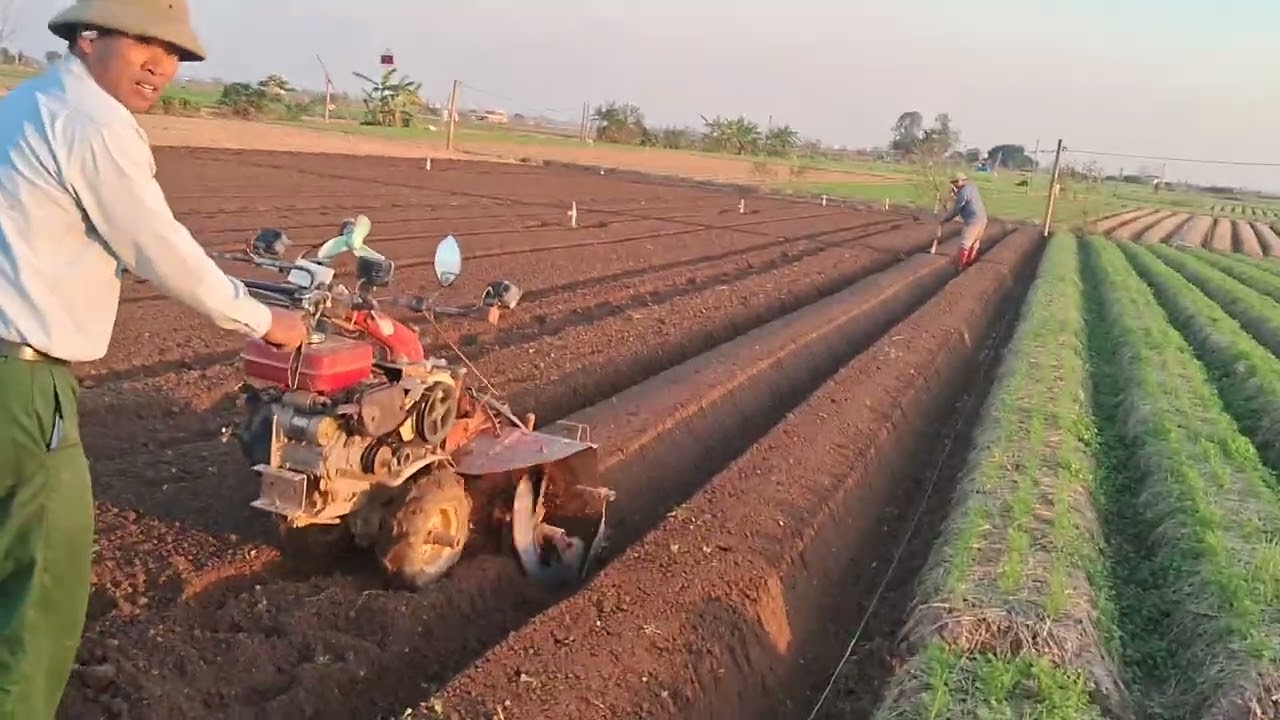 máy lên luống cà rốt 