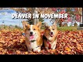 Corgis travel to denver in november