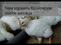 Чем кормить бройлеров после месяца