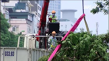 VTC14 |Hà Nội chặt hạ, di dời 130 cây xanh để làm đường sắt trên cao