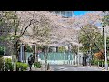 Tokyo hanami live walk visiting some of tokyos best cherry blossom spots